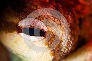 Macro closeup shot of an eye of a frog