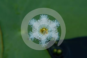 Macro closeup shot of a flower called water snowflake or robust marshwort