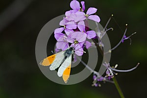 Macro closeup shot of an orange tip butterfly sitting on a violet Erysimum flower