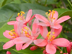 Macro closeup shot of pink Jatropha flowers