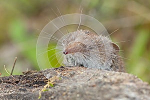 Macro closeup shot of the smallest mammal in the world known as the Etruscan shrew sitting on a rock