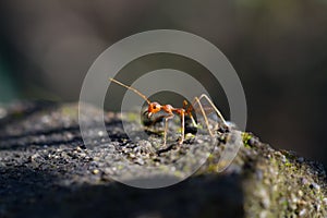 Macro Closeup shot of a weaver ant