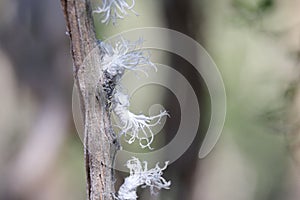 Macro closeup shot of a white Citrus flatid planthopper on a tree branch