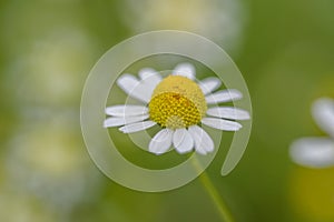 Macro closeup of a single daisy outside with soft focus background