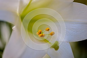 Macro closeup of a single Easter lily bloom