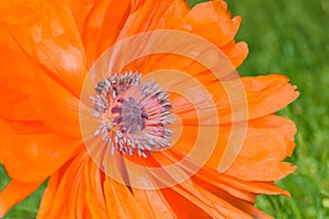 Macro closeup of Single Flowering Red Poppy flower in spring.