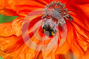 Macro closeup of Single Flowering Red Poppy flower in spring wit