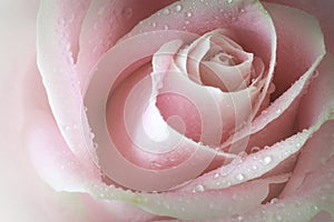 Macro closeup of a single soft pink rose with dewdrops.