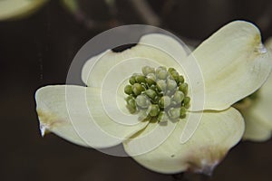 Macro closeup spider webs flowering Dogwood flower white with tiny green buds in the Spring