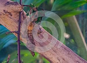 Macro closeup of a spiny leaf insect, tropical walking stick specie from Australia