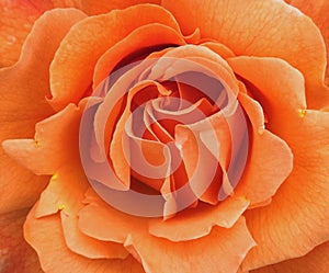 Macro closeup of springtime orange rose deatils to petals