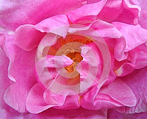 Macro closeup of springtime pink rose deatils to petals