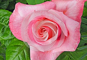 Macro closeup of springtime pink rose deatils to petals