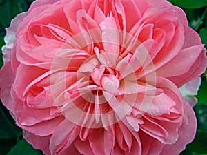 Macro closeup of springtime pink rose deatils to petals