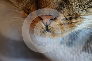 Macro closeup of tabby cat nose with grey blurred neutral background