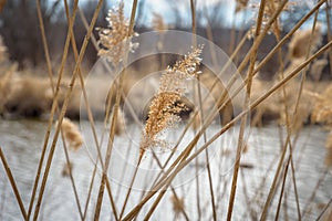 Macro closeup of tall grass blowing in wind