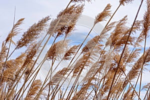 Macro closeup of tall grass blowing in wind