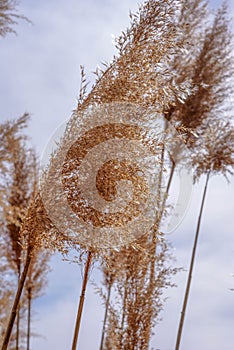 Macro closeup of tall grass blowing in wind