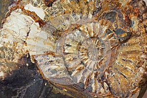 Macro closeup to the beautiful amonite fossil photo
