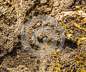 Macro closeup of the tunnel of a black garden ant colony, ants with larvas, invasive insect specie from Europe