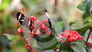 Macro closeup of two longwing butterflies collecting nectar from flowers, tropical insect specie from Costa Rica, America