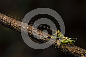 Macro closeup view of grasshopper resting on tree branch with dark bokeh background