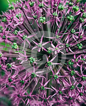 Macro closeup view of purple flower head of Allium blossom flower.