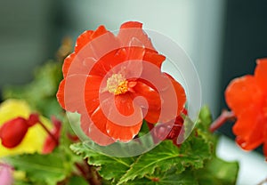 Macro closeup vivid orange begonia flower