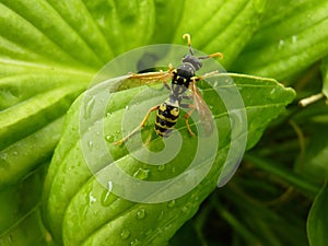 Macro Closeup of Wasp on Leaf