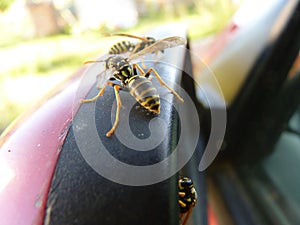 Macro Closeup of Wasps on Car