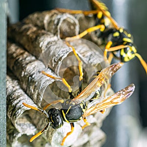 Macro closeup of a wasps` nest with the wasps sitting and protecting the nest