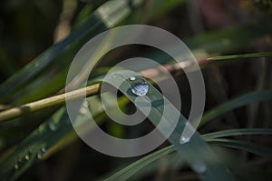 Macro closeup of water drops on green grass blade