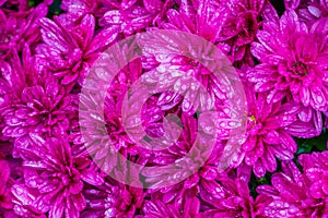 Macro closeup of wet pink dahlia flowers, flower with raindrops, beautiful nature background