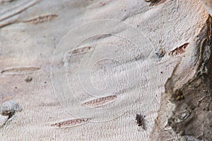 Macro closeup of white birch bark with insect - nature background