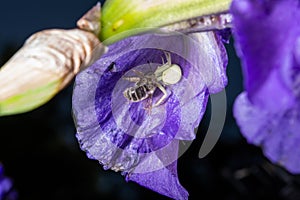 Macro Closeup of a white crab spider feasting on catched bee on blue Bearded iris, Iris Barbata
