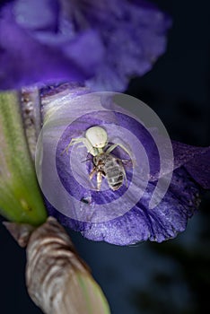 Macro Closeup of a white crab spider feasting on catched bee on blue Bearded iris, Iris Barbata