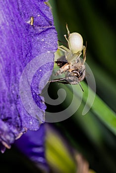 Macro Closeup of a white crab spider feasting on catched bee on blue Bearded iris, Iris Barbata