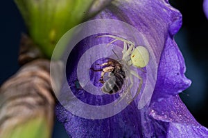 Macro Closeup of a white crab spider feasting on catched bee on blue Bearded iris, Iris Barbata