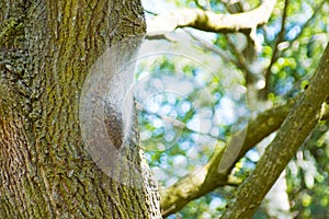 Dangerous oak processionary caterpillars on infested tree photo