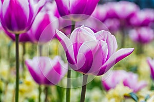 Macro closeup of a white and purple tulip flower with a field of tulips in the background, traditional dutch flowers, nature