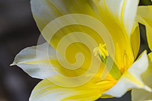 Macro Closeup of yellow Dutch Tulip of sort - BUTLIGHT- Stamen with Open Petals.