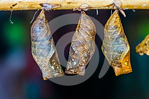 Macro closeup of yellow edged giant owl butterfly cocoons, Tropical insect specie, pupation cycle