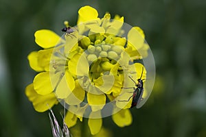Macro closeup of yellow field mustard flower brassica rapa with two insects Focus on center of blossom