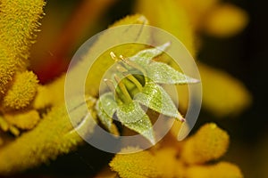 Macro closeup of yellow kangaroo paw flower