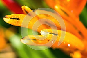 Macro closeup of Yellow orange flower Heliconia psittacorum ,Lobster-claws tropical plants with drop of water nature background