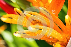 Macro closeup of Yellow orange flower Heliconia psittacorum ,Lobster-claws tropical plants with drop of water nature background