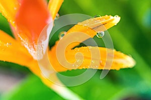 Macro closeup of Yellow orange flower Heliconia psittacorum ,Lobster-claws tropical plants with drop of water nature background