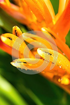 Macro closeup of Yellow orange flower Heliconia psittacorum ,Lobster-claws tropical plants with drop of water nature background