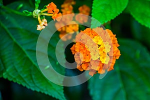 Macro closeup of yellow and orange lantana camara flowers, tropical flowering plant specie native to America