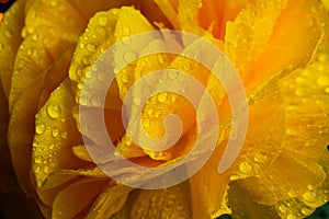 Macro closeup of yellow orange wet petals of flower head with waterdrops - ranunculus asiaticus, buttercup